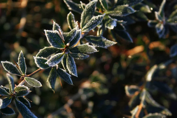 Arbusto Arándano Verrugoso Cubrió Las Heladas Temporada Invierno Berberis Verruculosa — Foto de Stock