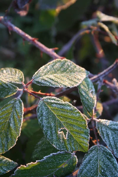 Gelo Foglie Mora Rovo Ramo Nel Giardino Rubus Fruticosus Inverno — Foto Stock