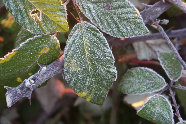 Frost Blackberry Levelek Ágon Kertben Rubus Fruticosus Télen — Stock Fotó