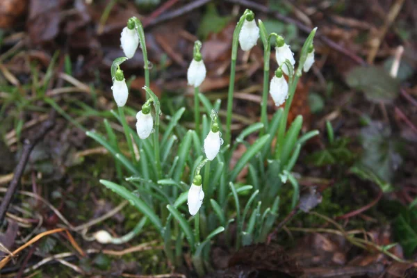Bunch of snowdrop flowers covered by rain drops in the garden on selective focus. Galanthus nivalis flowers