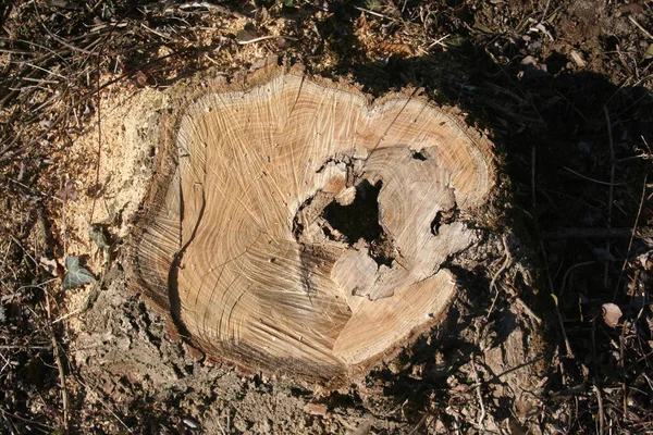 Έκοψε Δέντρο Χειμερινή Περίοδο Κομμένο Δέντρο Στην Ύπαιθρο — Φωτογραφία Αρχείου