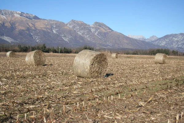 Pacas Heno Secas Doradas Campo Maíz Temporada Invierno Paisaje Agrícola — Foto de Stock