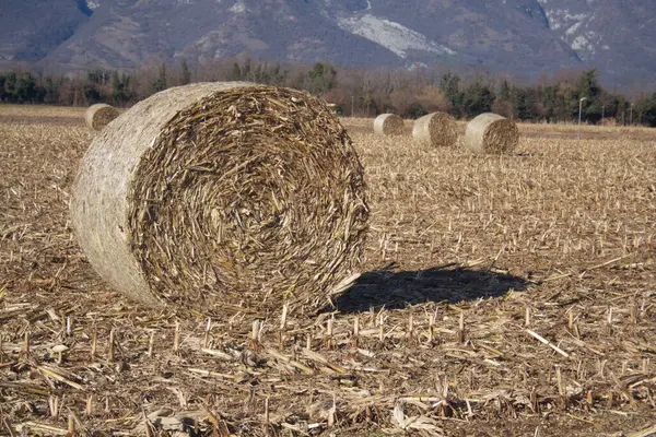 Złote Suche Bele Siana Polu Kukurydzy Sezonie Zimowym Krajobraz Rolny — Zdjęcie stockowe