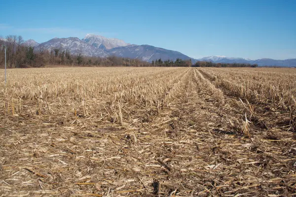 冬の晴れた日に収穫されたトウモロコシ畑 北イタリアの農地 — ストック写真