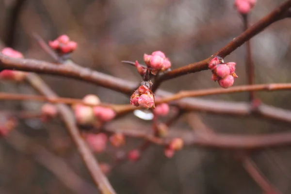 Pembe Çiçekli Cydonia Chaenomeles Japonica Çalısı Japon Ayvası Kışın Çiçek — Stok fotoğraf