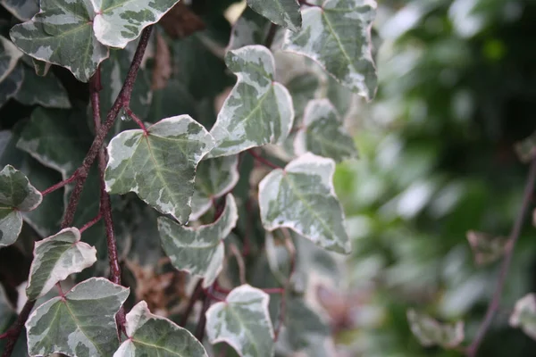 아이비 식물의 나뭇가지에 아이비 잎사귀 — 스톡 사진