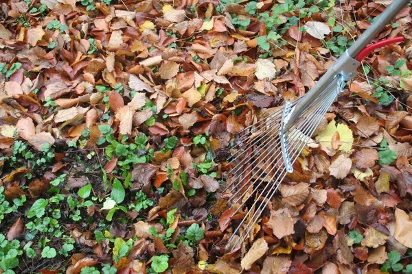 Sweeping Dry Yellow Fallen Hazelnut Leaves Broom Garden Autumn Background — Stock Photo, Image