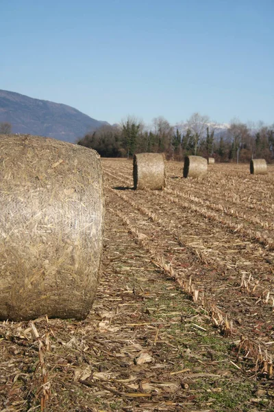 Pacas Heno Secas Doradas Campo Maíz Temporada Invierno Paisaje Agrícola — Foto de Stock