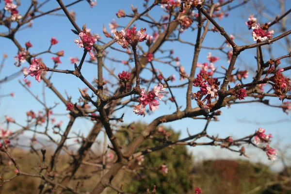 Ветвь Dawn Viburnum Цветении Розовыми Цветами Саду Зимнем Сезоне — стоковое фото