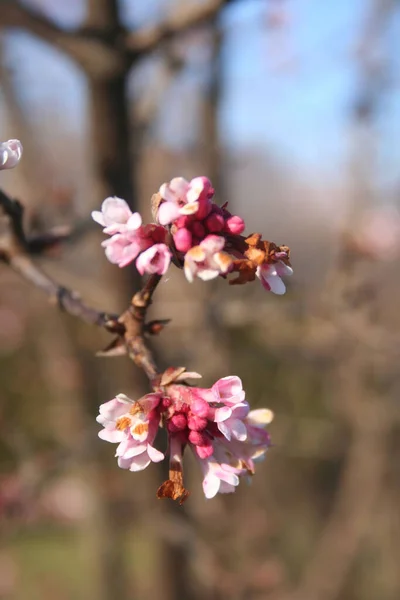 Oddział Dawn Viburnum Kwitnie Różowymi Kwiatami Ogrodzie Krzak Bodnantensji Sezonie — Zdjęcie stockowe