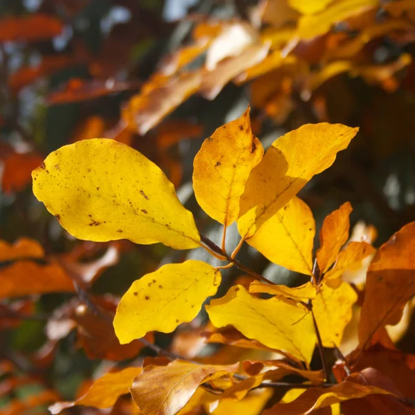 Faggio Europeo Con Belle Foglie Gialle Alla Luce Del Sole — Foto Stock