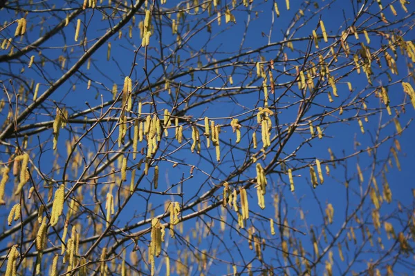 Fiori Maschili Gialli Nocciolo Comune Contro Cielo Azzurro Corylus Avellana — Foto Stock