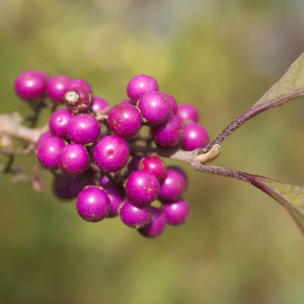 Nahaufnahme Von Reifen Violetten Beeren Auf Dem Beautyberry Zweig Callicarpa — Stockfoto