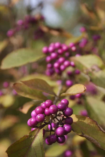 Beautyberry Şubesindeki Olgun Mor Böğürtlenlerin Yakın Çekimi Callicarpa Bodinieri Çalıları — Stok fotoğraf