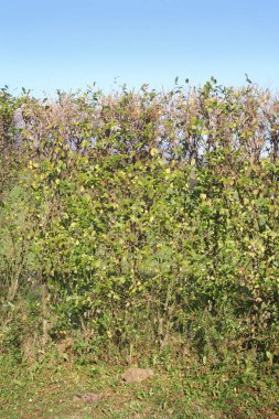 Kış mevsiminde mavi gökyüzüne karşı ortak çit. Bahçedeki ligustrum vulgare ağacı 