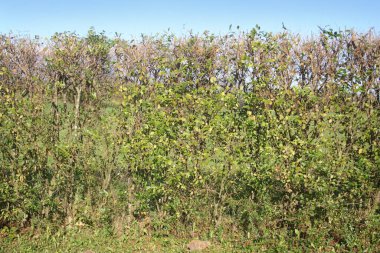 Kış mevsiminde mavi gökyüzüne karşı ortak çit. Bahçedeki ligustrum vulgare ağacı 