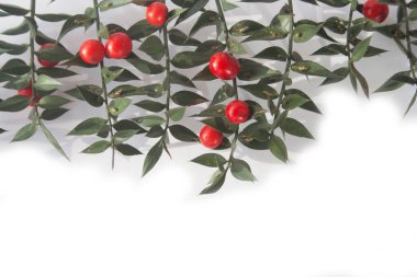Kasap Süpürgesi beyaz arka planda izole edilmiş olgun kırmızı böğürtlenlerle doludur. Ruscus aculeatus çalısı beyaz üzerine