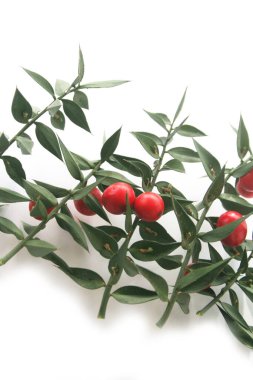 Kasap Süpürgesi beyaz arka planda izole edilmiş olgun kırmızı böğürtlenlerle doludur. Ruscus aculeatus çalısı beyaz üzerine