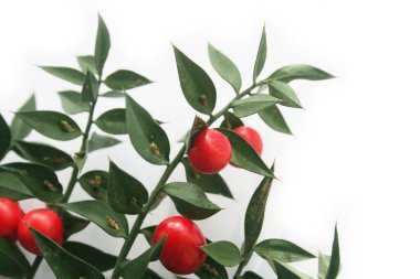 Kasap Süpürgesi beyaz arka planda izole edilmiş olgun kırmızı böğürtlenlerle doludur. Ruscus aculeatus çalısı beyaz üzerine