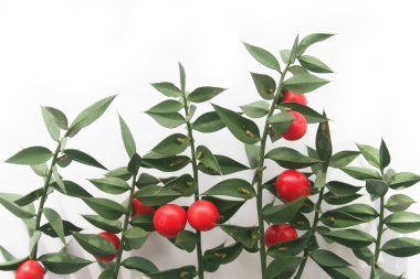 Kasap Süpürgesi beyaz arka planda izole edilmiş olgun kırmızı böğürtlenlerle doludur. Ruscus aculeatus çalısı beyaz üzerine