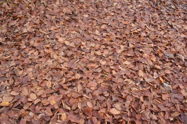 Autumn foliage background. Fallen orange and brown European or Common Hornbeam tree leaves clipart