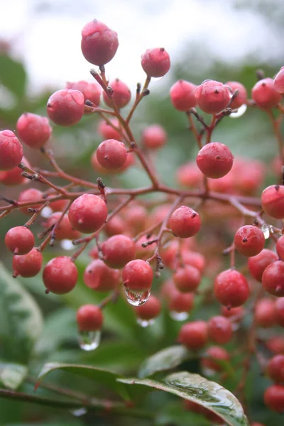 Közelkép Nandina Domestica Bokor Piros Bogyók Eső Alatt Mennyei Bambusz — Stock Fotó