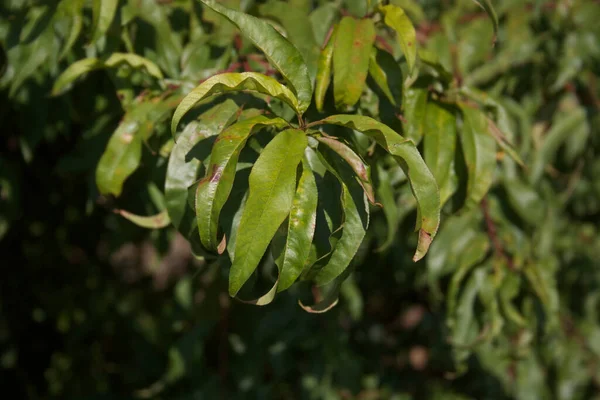 Persikoträd Grenar Med Gröna Blad Fruktträdgården Solig Dag Prunus Persica — Stockfoto