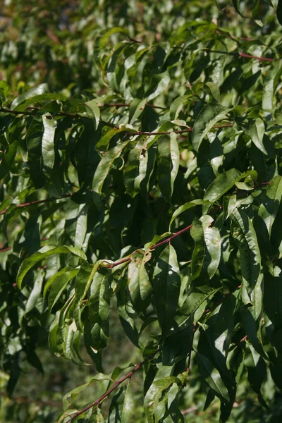 Pêssego Ramos Árvore Com Folhas Verdes Pomar Dia Ensolarado Prunus — Fotografia de Stock