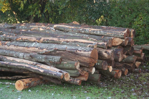 Houten Boomstammen Tuin Gesneden Gestapelde Boomstammen — Stockfoto