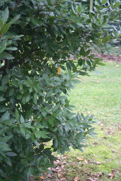 Laurel Buisson Sur Saison Hivernale Dans Jardin Laurus Nobilis Buisson — Photo