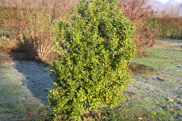 Holly Arbusto Con Escarcha Jardín Invierno Soleado Arbusto Ilex Cornuta — Foto de Stock