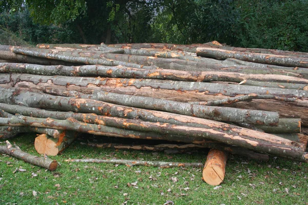 Houten Boomstammen Tuin Gesneden Gestapelde Boomstammen — Stockfoto