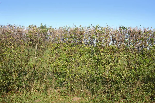 Common Privet Hedge Blue Sky Winter Season Ligustrum Vulgare Tree — Stock Photo, Image