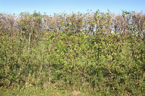 Kış mevsiminde mavi gökyüzüne karşı ortak çit. Bahçedeki ligustrum vulgare ağacı 