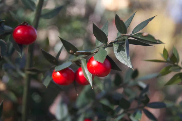 Kasap Süpürgesi, güneşli bir günde ormana olgun kırmızı böğürtlenlerle dallanır. Ruscus aculeatus çalıları kış mevsiminde