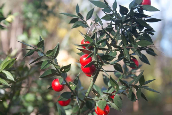 Kasap Süpürgesi, güneşli bir günde ormana olgun kırmızı böğürtlenlerle dallanır. Ruscus aculeatus çalıları kış mevsiminde