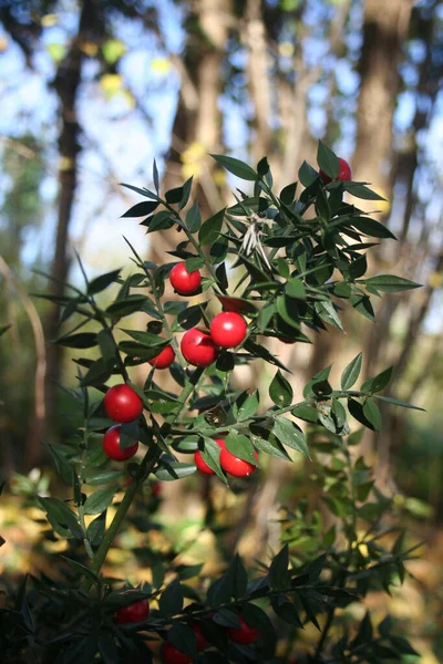 晴れた日に森の中に熟した赤い果実を持つブッチャーのブルームの枝 冬の季節のRuscus Aculeatusブッシュ — ストック写真