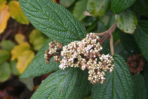 Viburnum Rhytidophyllum Fehér Virágok Ágak Viburnum Bokor Virágzik Kertben — Stock Fotó