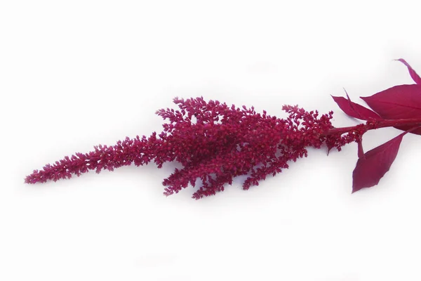 Kırmızı Amaranthus ya da Amaranth bitkisi beyaz arka planda izole edildi. Amaranth bitkisinin seçici fraksiyona yakın çekim