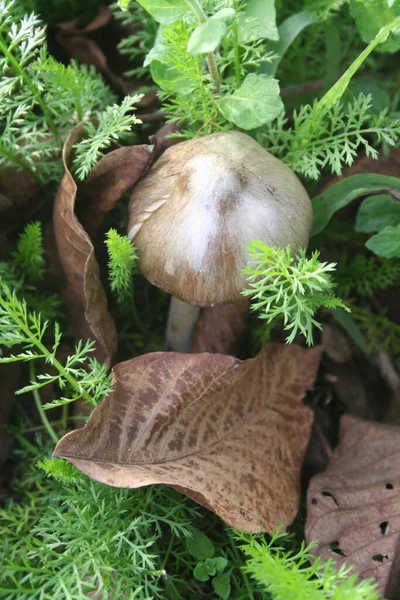 Antecedentes Outonais Folhas Secas Marrons Cogumelos Grama Verde Foco Seletivo — Fotografia de Stock