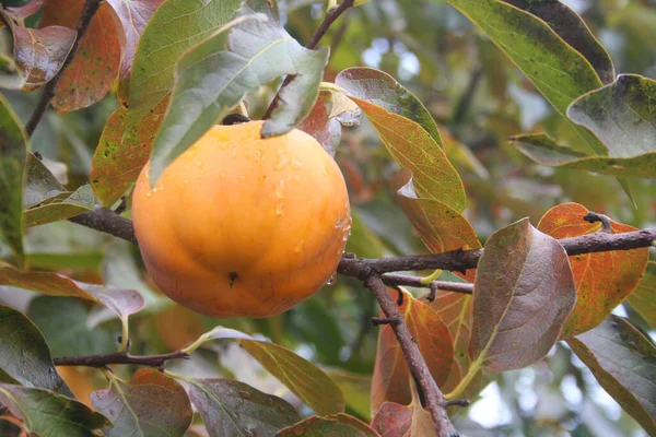 Olgun Persimmon meyveleri dallardaki yağmur damlalarıyla kaplıdır. Diospyros kaki ağacı Sonbaharda yağmurun altında