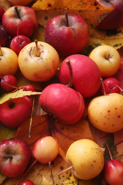 Autumn Background Selective Focus Ornamental Red Yellow Apples Autumnal Leaves — Stock Photo, Image