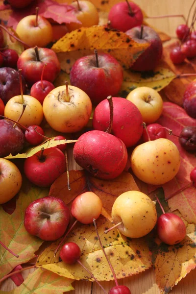 Antecedentes Otoñales Sobre Enfoque Selectivo Manzanas Rojas Amarillas Decorativas Con — Foto de Stock