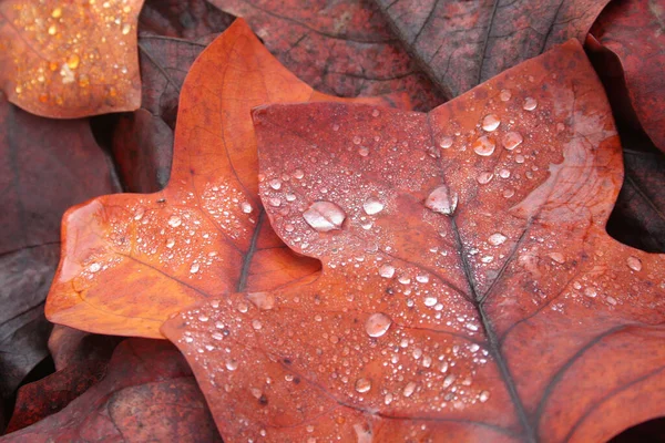 Foglie Arancioni Brune Liriodendron Tulipifera Chiamate Anche American Tulip Tree — Foto Stock