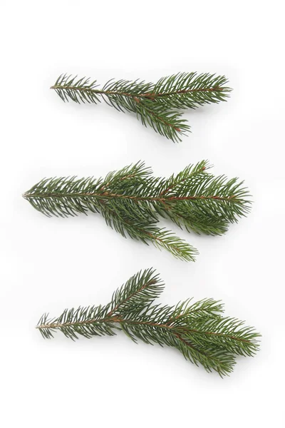 Green Fresh Pine Branches Isolated White Background — Stock Photo, Image