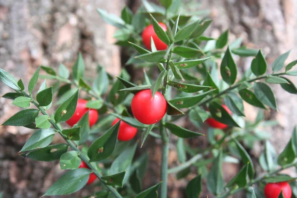 Ağaç gövdesine karşı olgun kırmızı böğürtlenli Kasap Süpürgesi çalısı. Ruscus aculeatus çalıları kış mevsiminde