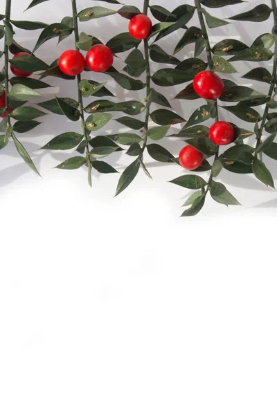 Butcher Broom Branches Ripe Red Berries Isolated White Background Ruscus — Stock Photo, Image