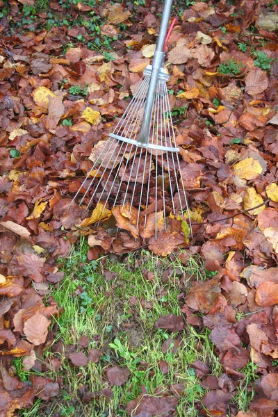 Spazzolatura Secca Giallo Caduto Foglie Nocciola Con Una Scopa Giardino — Foto Stock