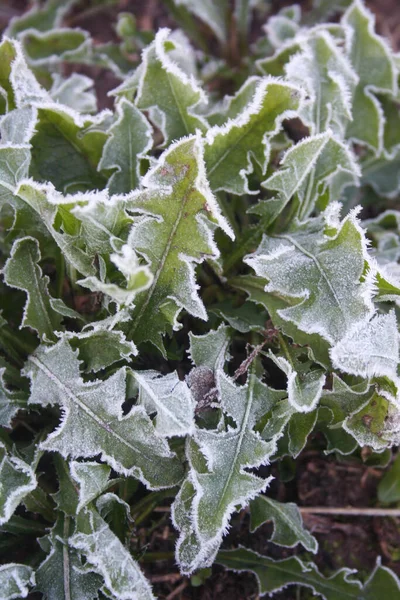 Mróz Kwiatach Mniszka Lekarskiego Łące Taraxacum Officinale Roślin Zimę — Zdjęcie stockowe