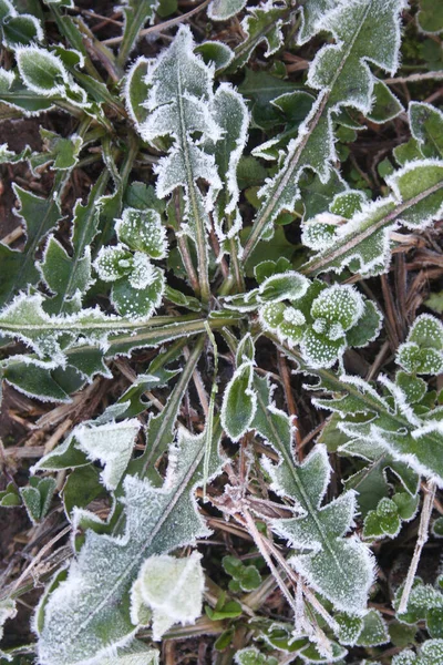 Fagy Gyermekláncfű Növényen Réten Taraxacum Officinale Üzem Télen — Stock Fotó